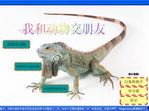 动物交视频,自然界的繁衍奇观揭秘